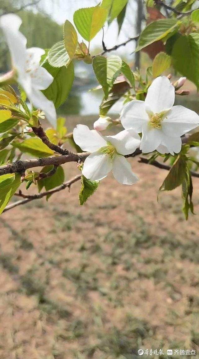 梨花开春带雨