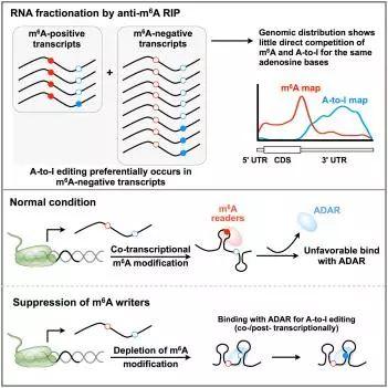 科学家揭示不同RNA修饰间的互作关系
