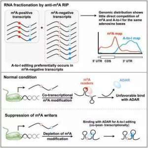 rna(rna和DNA关系)